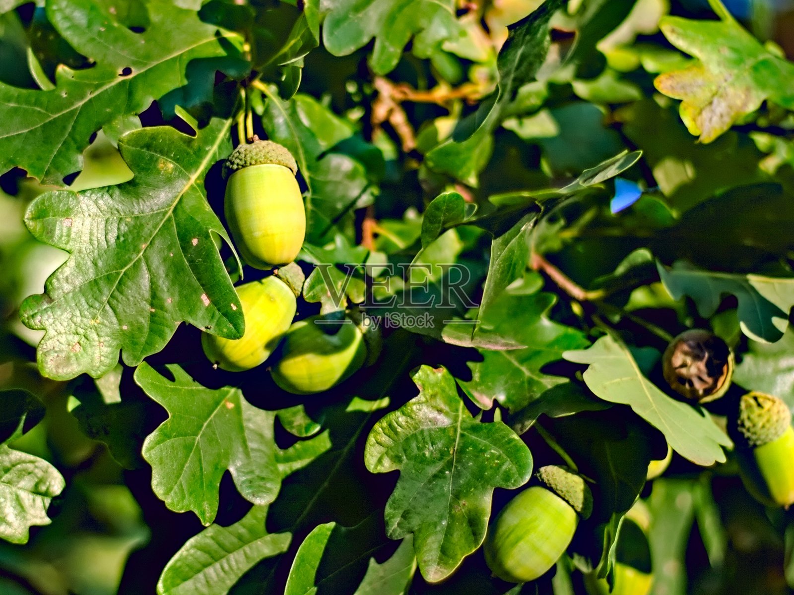 秋天里，公园里树上的橡子照片摄影图片