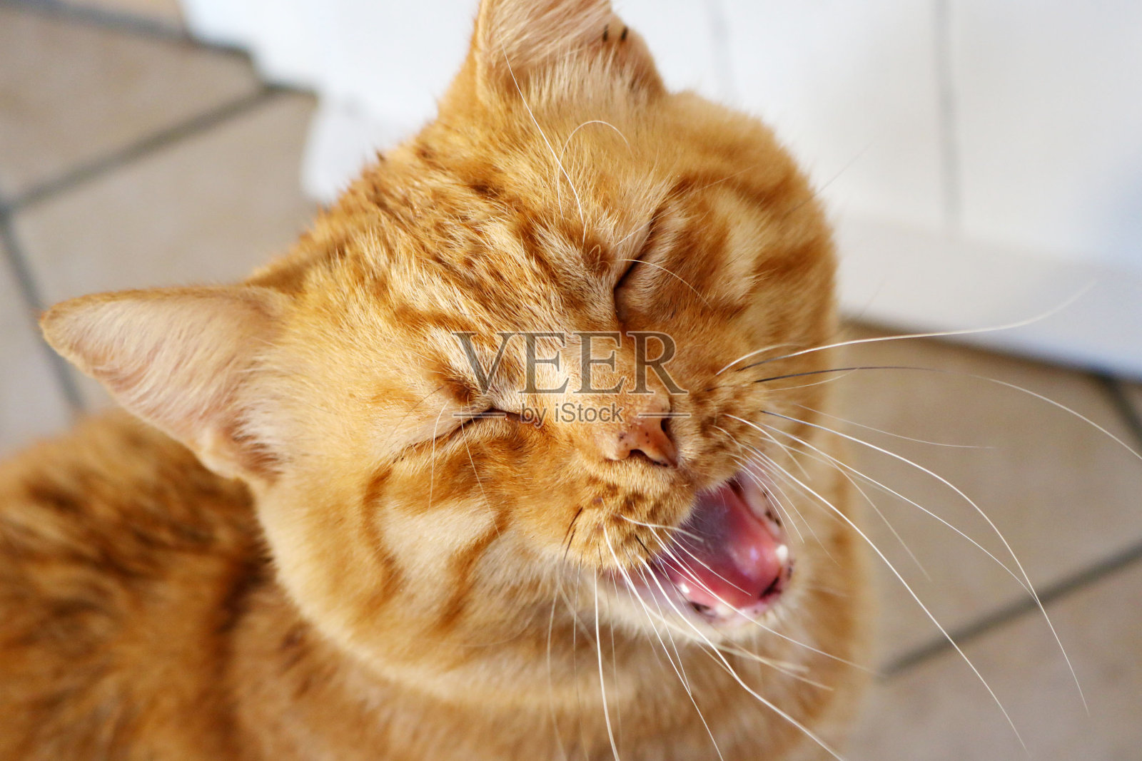 可爱的姜凯蒂照片摄影图片