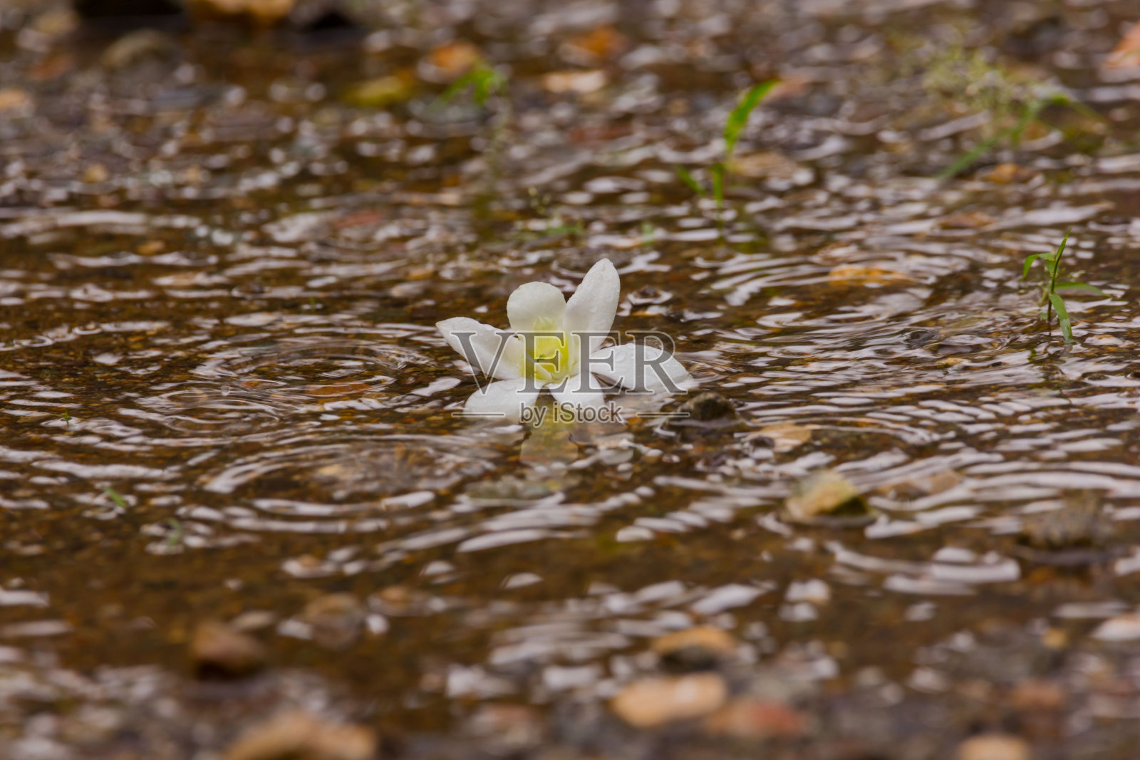在亚洲菲律宾的雨季季风季节，暴雨过后，兰花在水坑里开花照片摄影图片