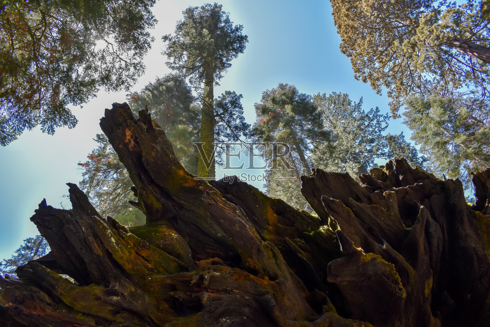 高耸的杉照片摄影图片