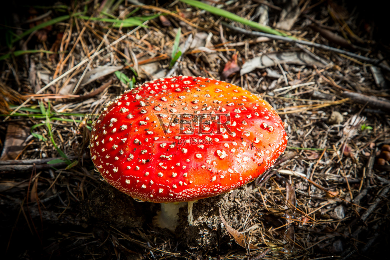 红色的伞菌照片摄影图片
