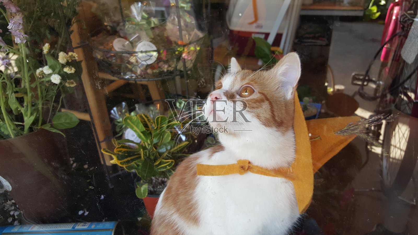 猫照片摄影图片