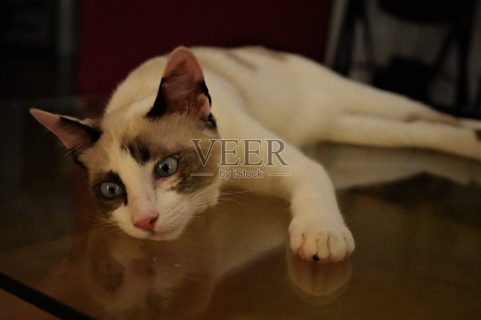 猫躺在玻璃桌子上照片摄影图片