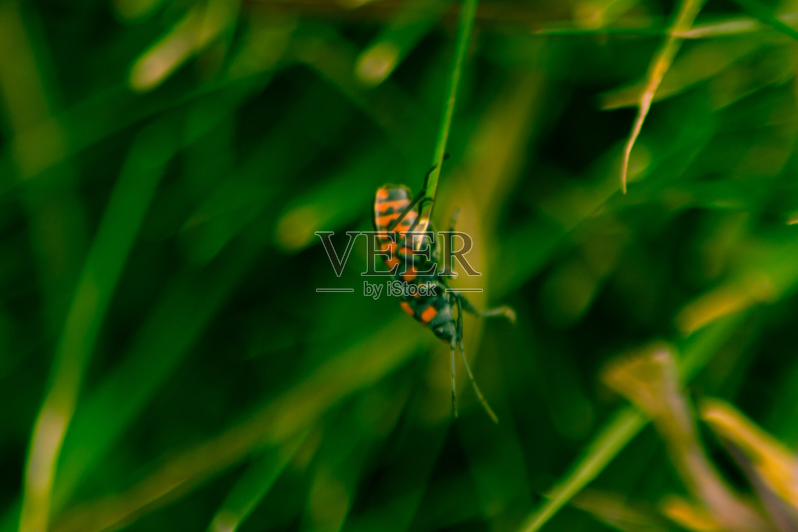 虎甲虫照片摄影图片