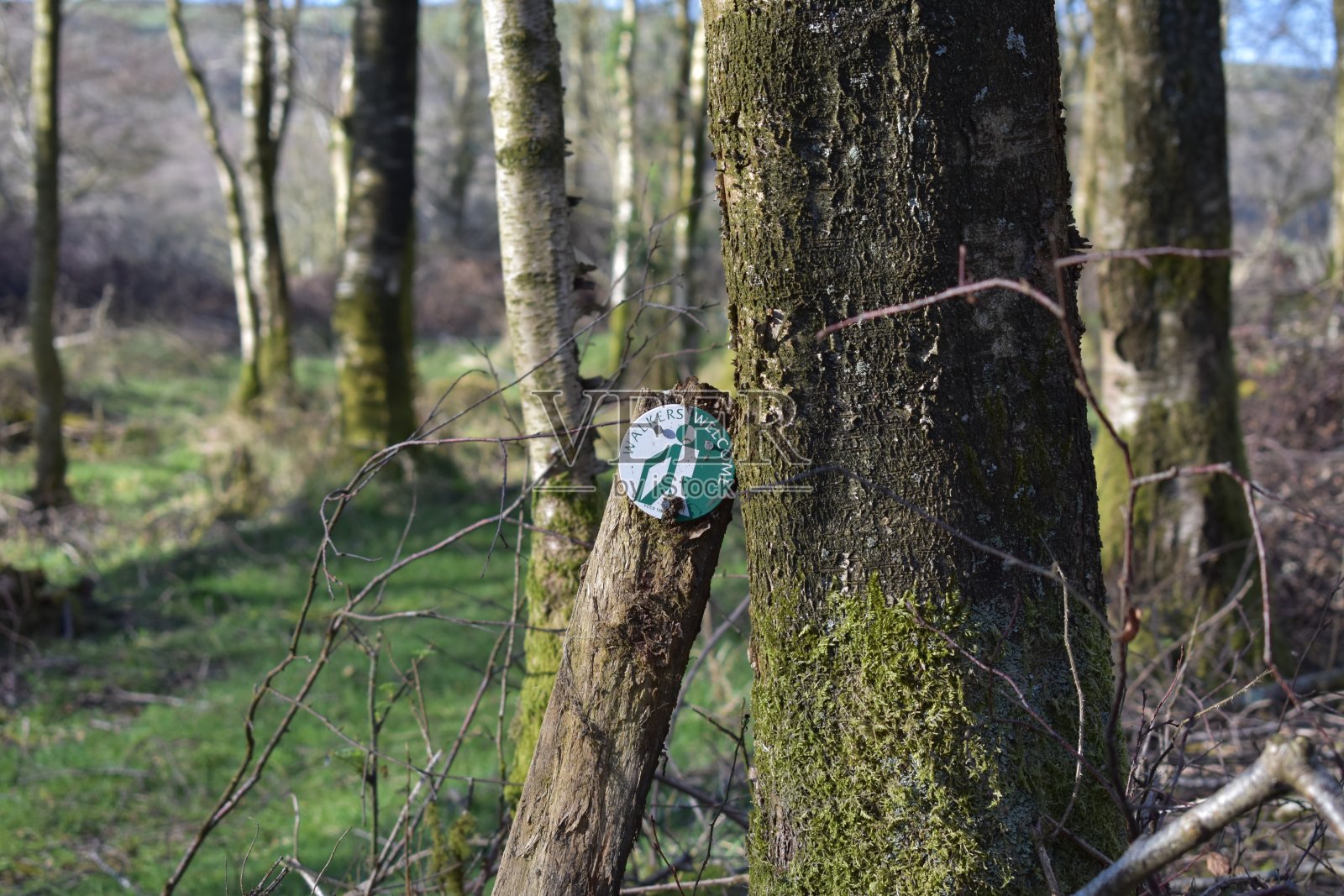 “欢迎步行者”的标志靠在一棵树上照片摄影图片