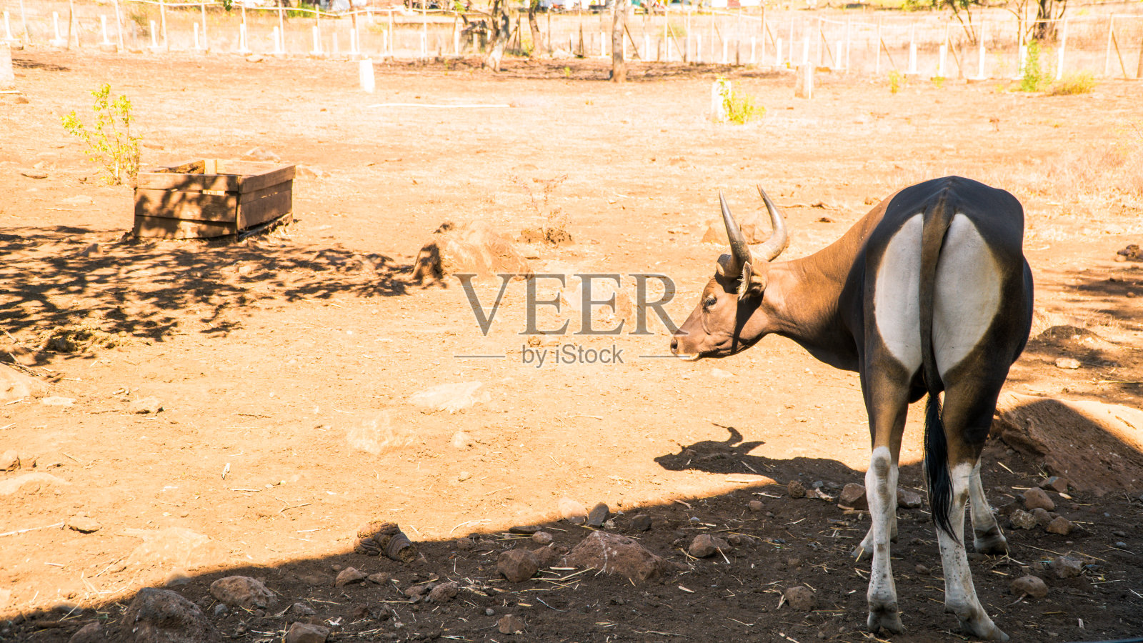爪哇水牛饲养笼，巴鲁兰国家公园，东爪哇照片摄影图片