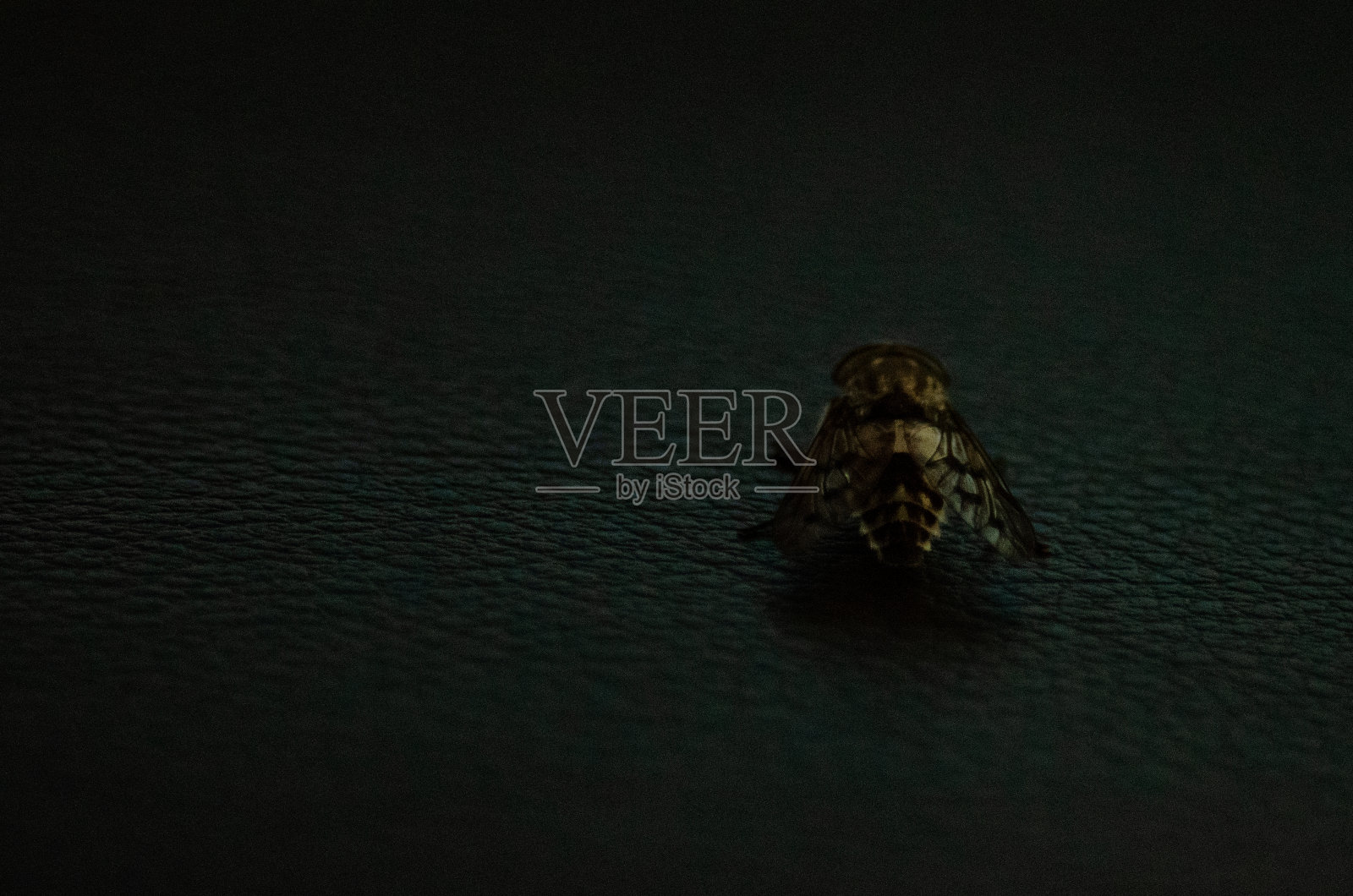 莫斯科inseto照片摄影图片