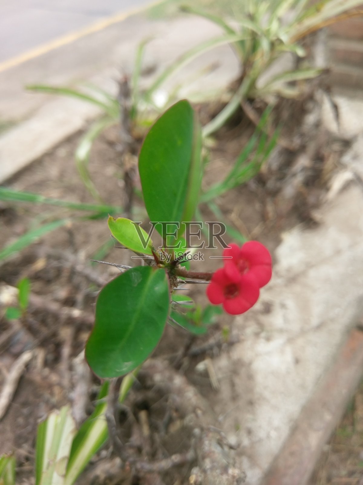 自然之美。照片摄影图片