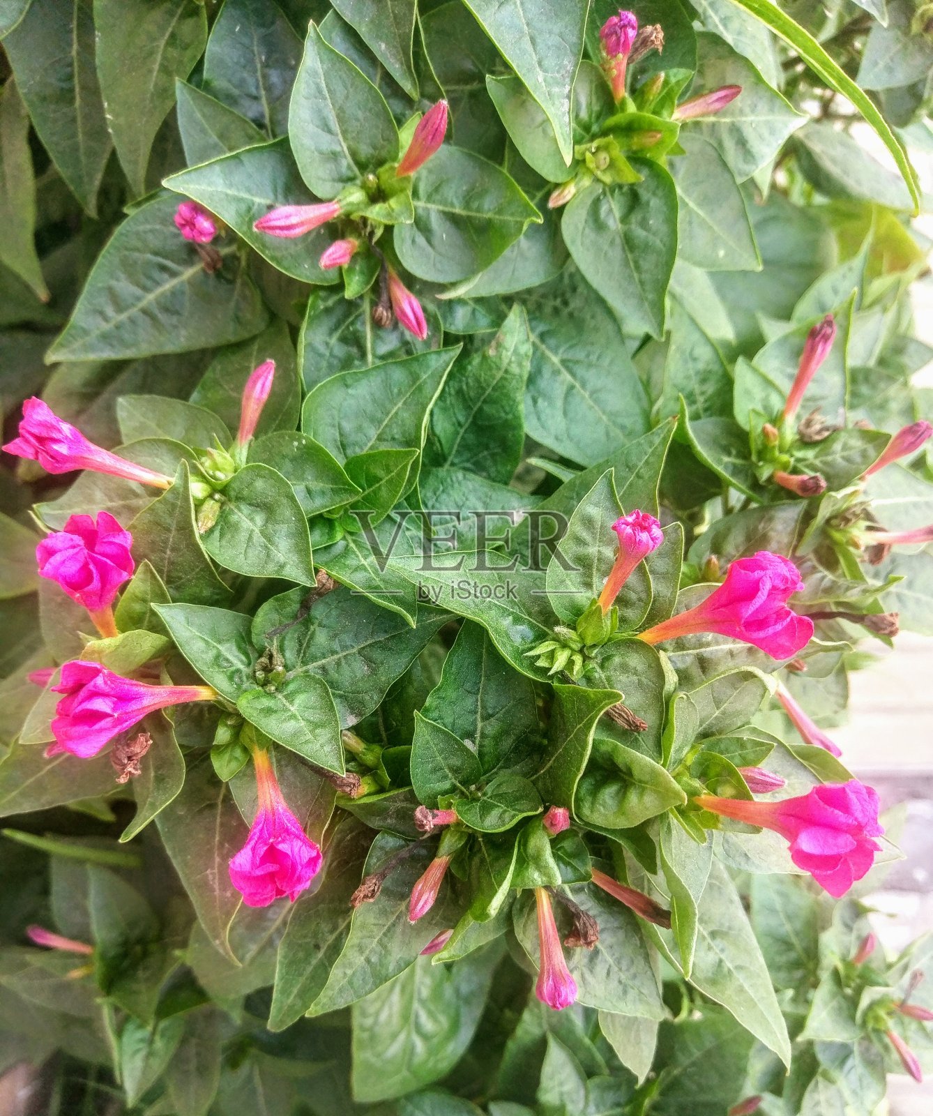 春天下午的鲜花和植物在布宜诺斯艾利斯。照片摄影图片