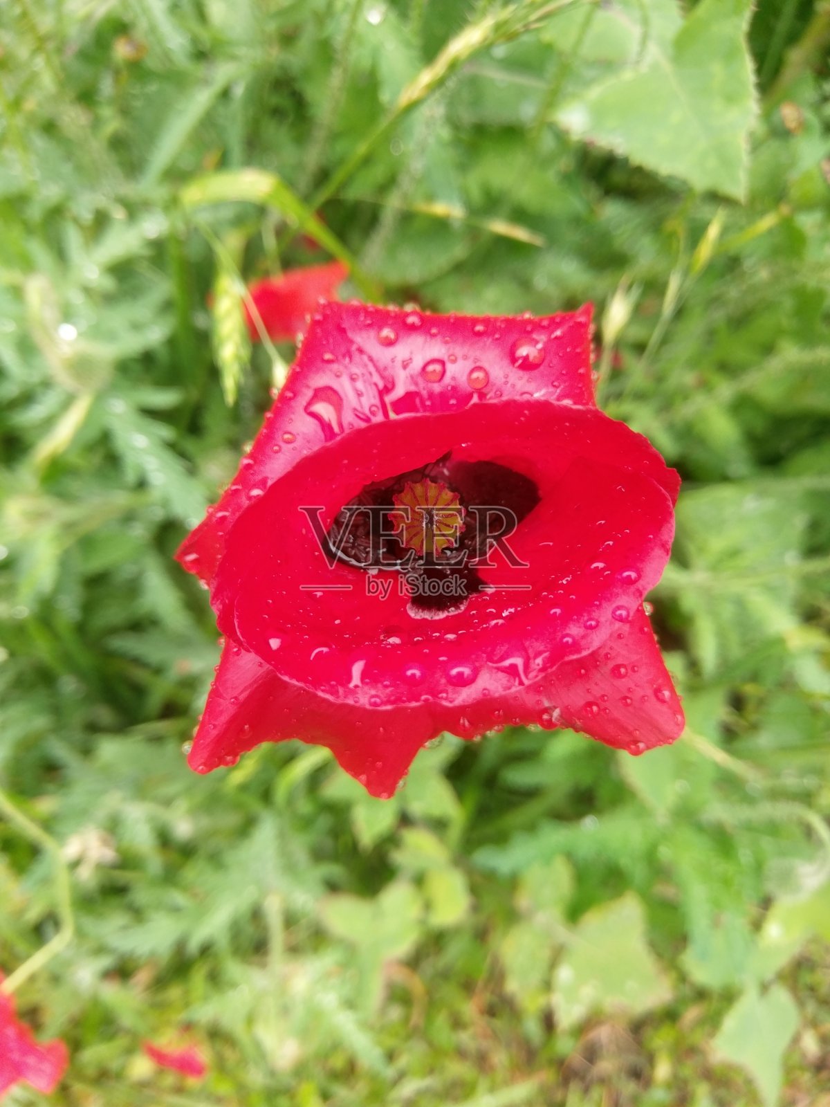 自然美。照片摄影图片