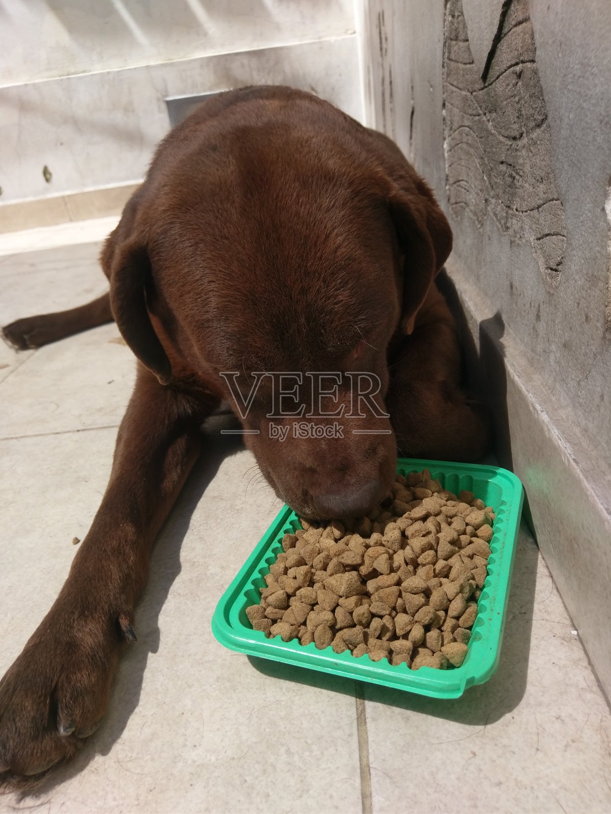 人类忠实的朋友。照片摄影图片