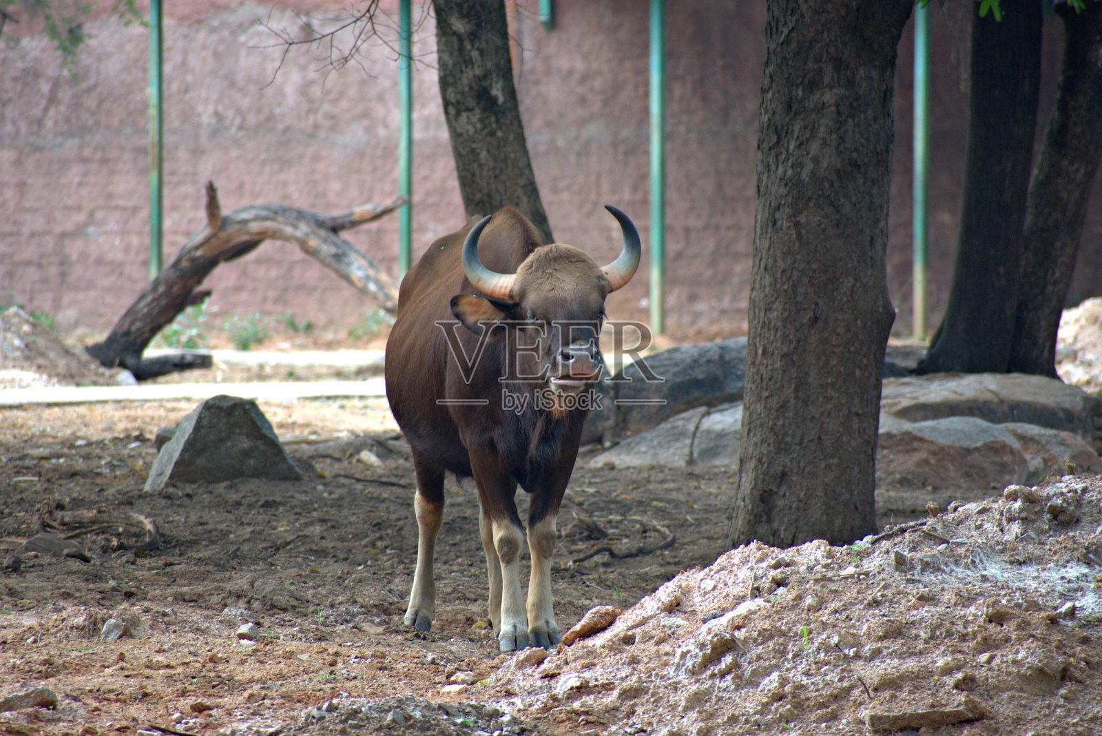野牛照片摄影图片