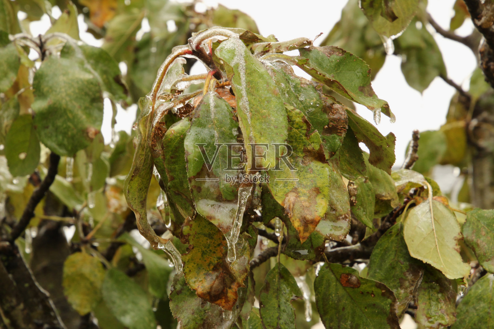 冰下的叶子照片摄影图片