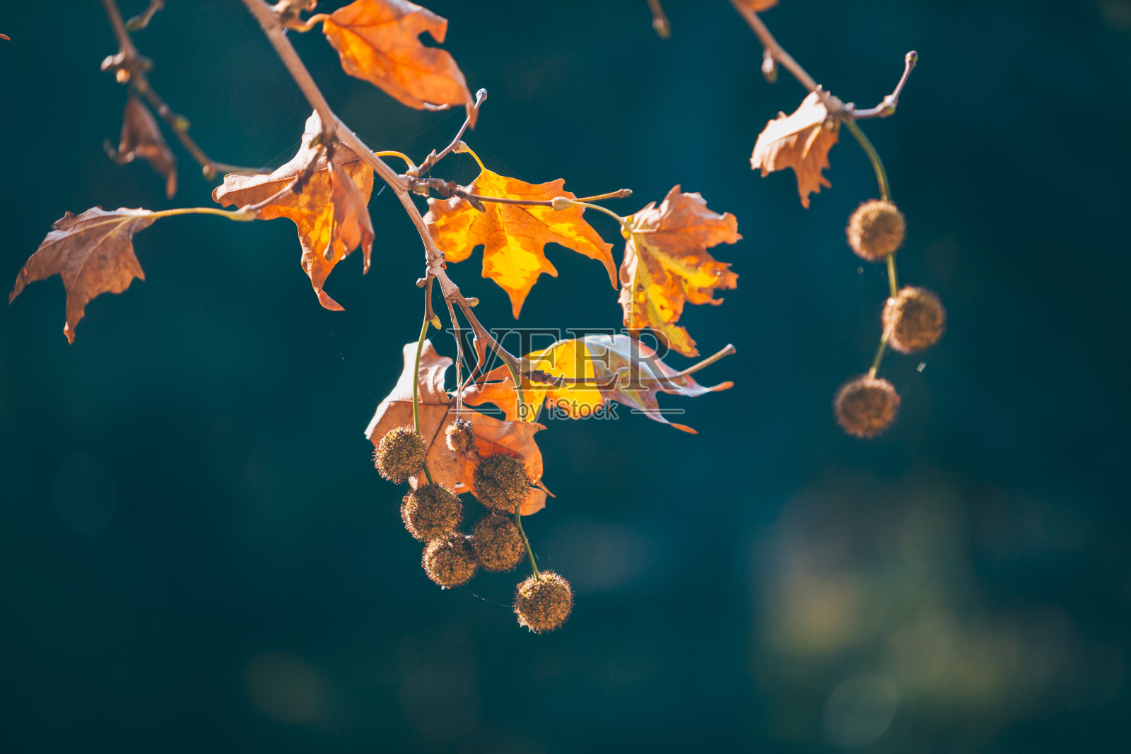 野栗树在秋天的树照片摄影图片