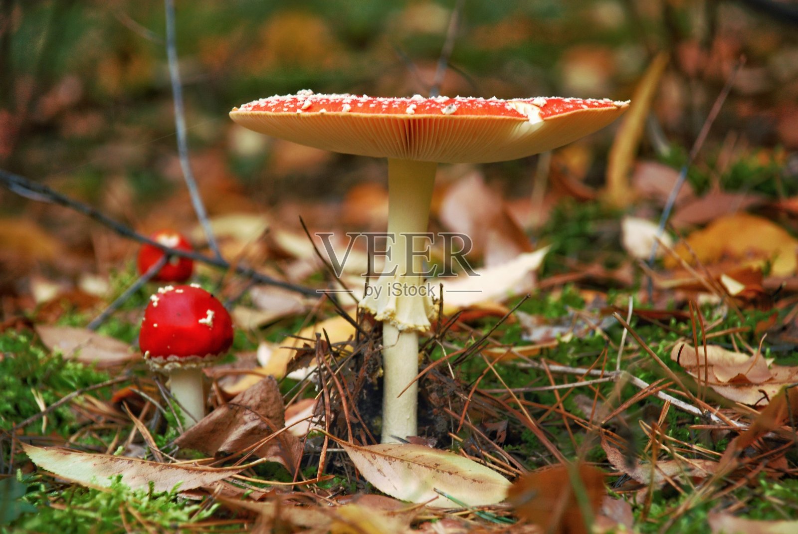 秋天森林里的蘑菇照片摄影图片