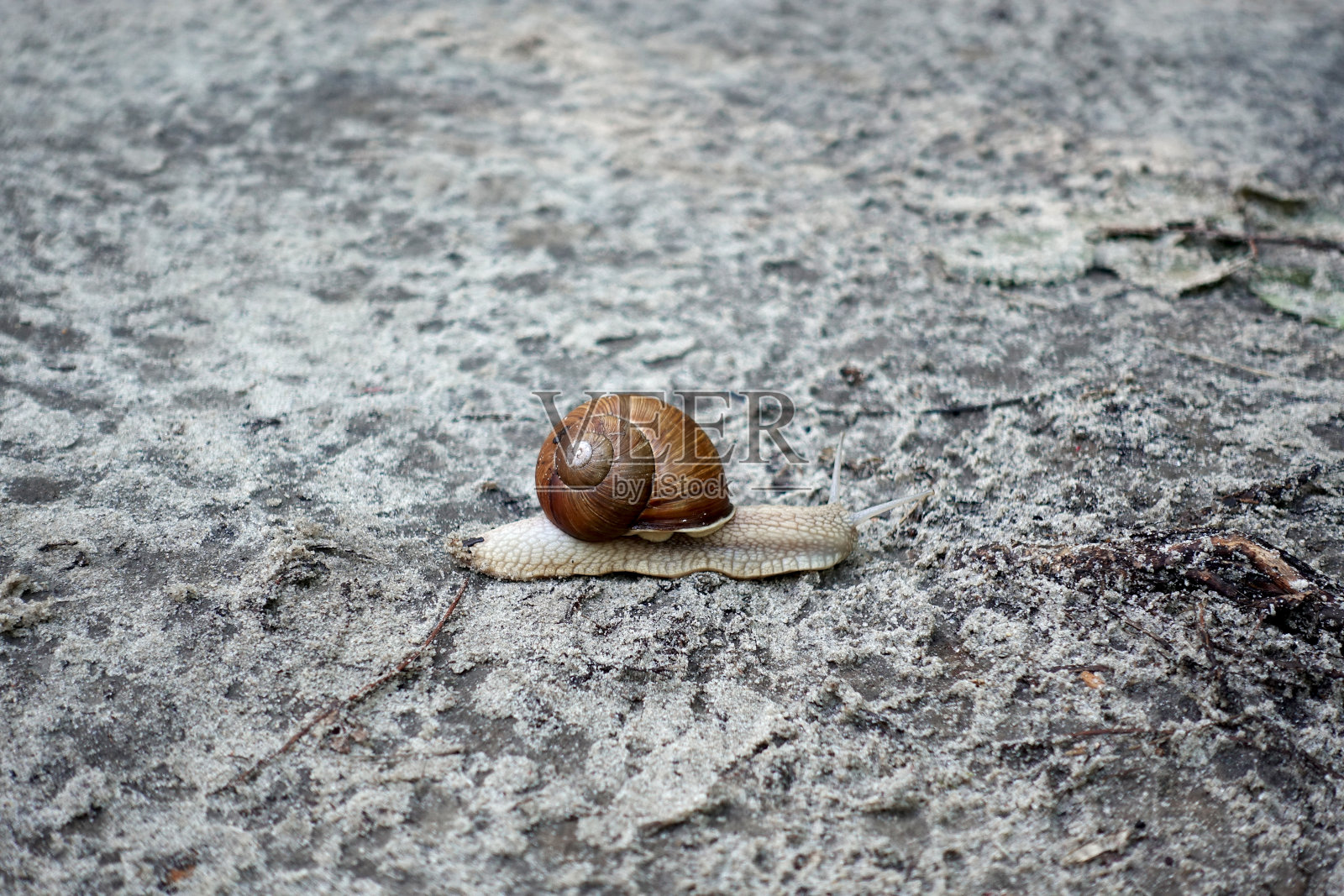 水池里的蜗牛在地上爬行。照片摄影图片