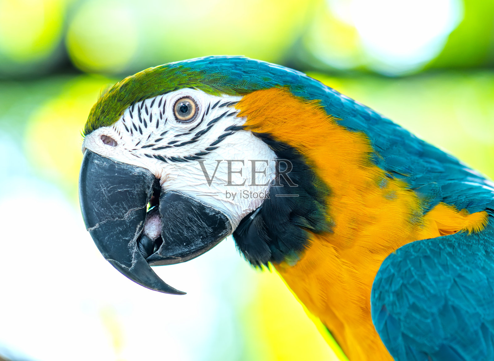 在树枝上画一只五颜六色的金刚鹦鹉。照片摄影图片