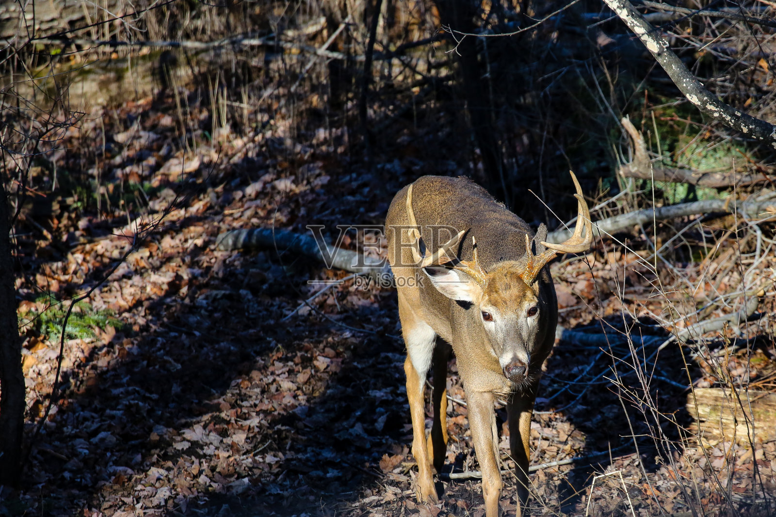 11月底的战利品白尾雄鹿照片摄影图片