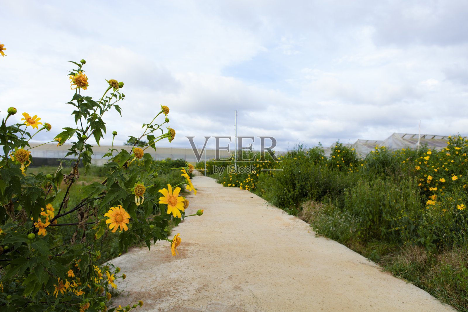 越南乡村沿街开满了黄色的野向日葵，大叻是旅游城市，风景秀丽，乡村美丽，野花盛开照片摄影图片