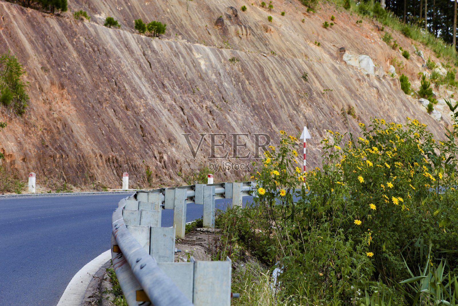 越南乡村沿街开满了黄色的野向日葵，大叻是旅游城市，风景秀丽，乡村美丽，野花盛开照片摄影图片