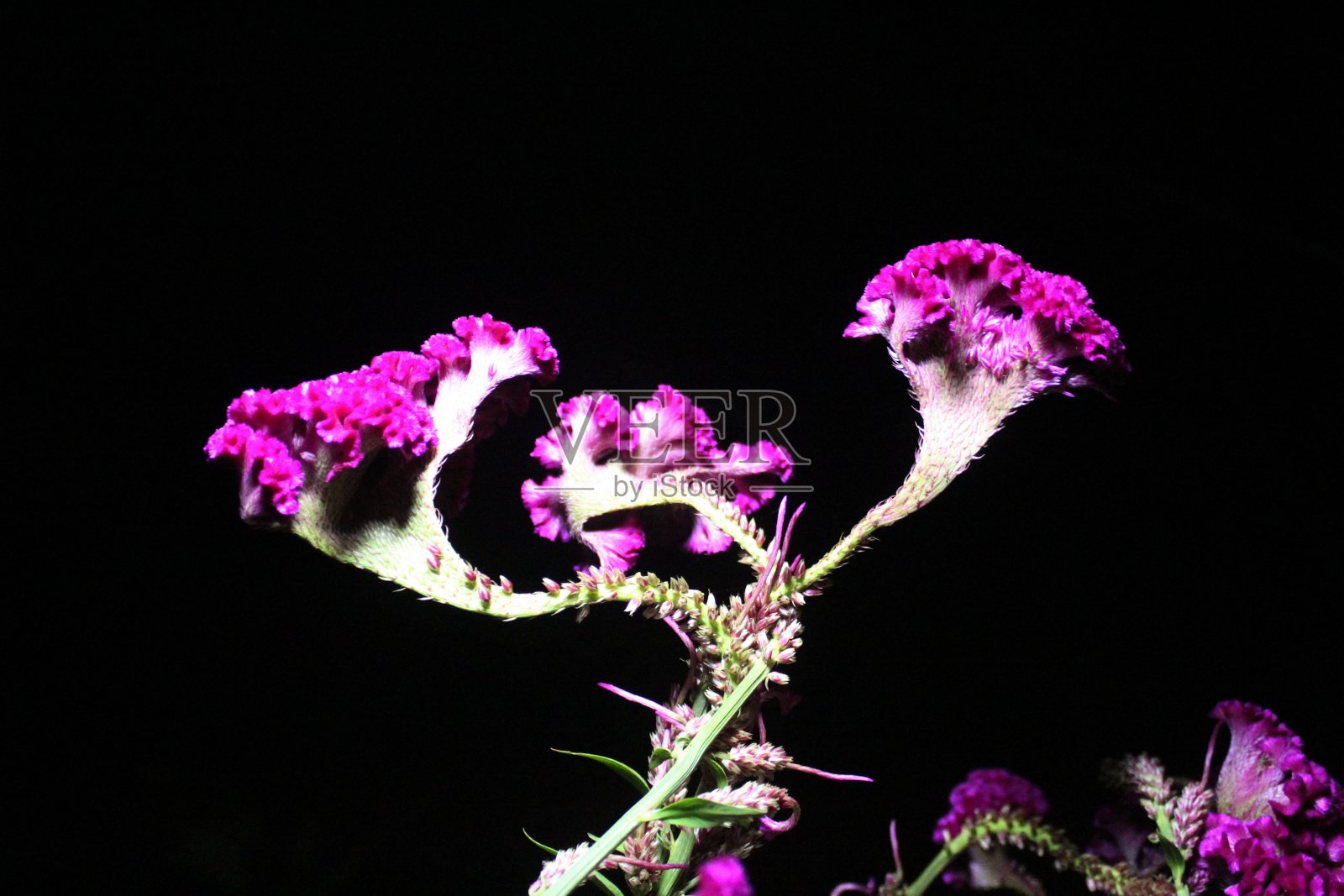 微距拍摄粉红花的夜晚，复制空间照片摄影图片