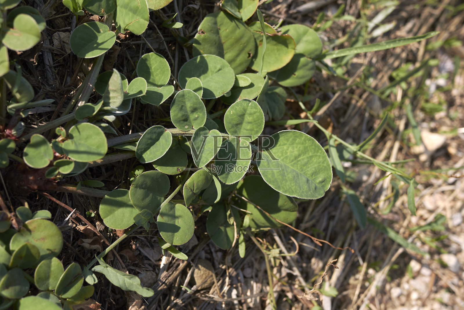 沥青沥青照片摄影图片