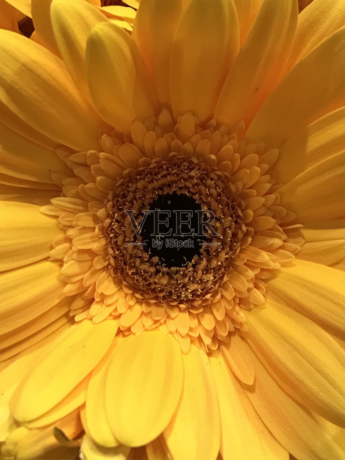 丽塔·哈照片摄影图片