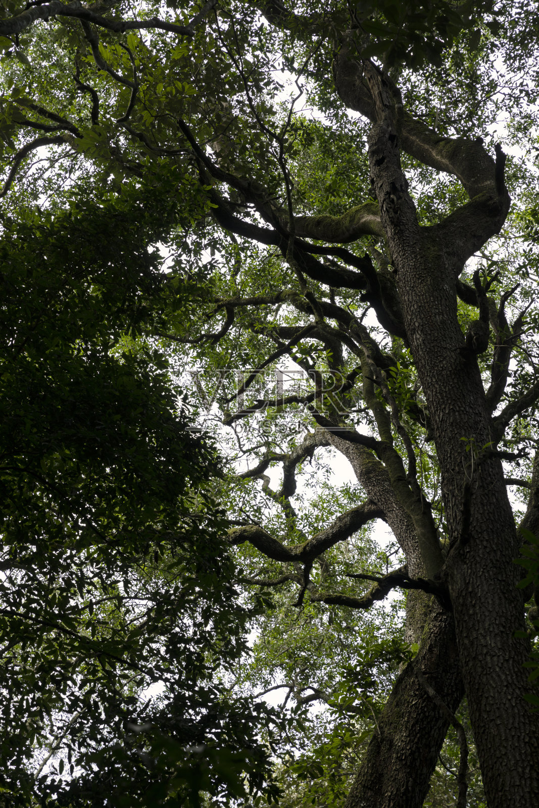 马比拉森林的景色照片摄影图片