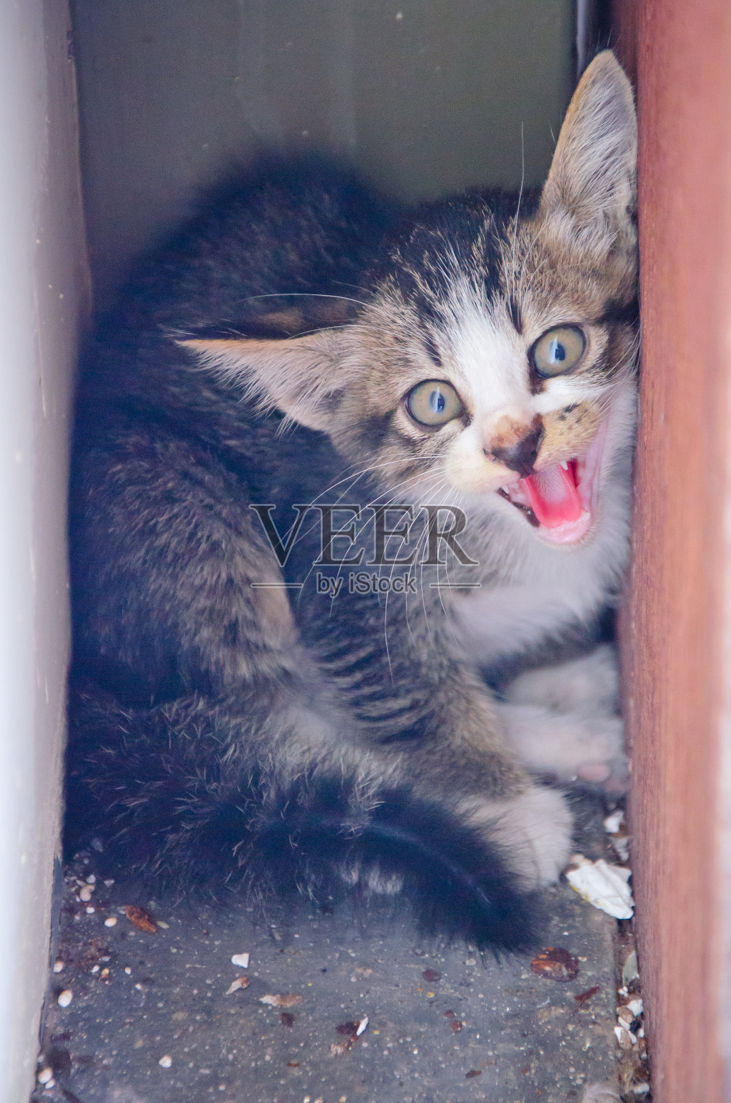 可爱的愤怒街头小猫照片摄影图片