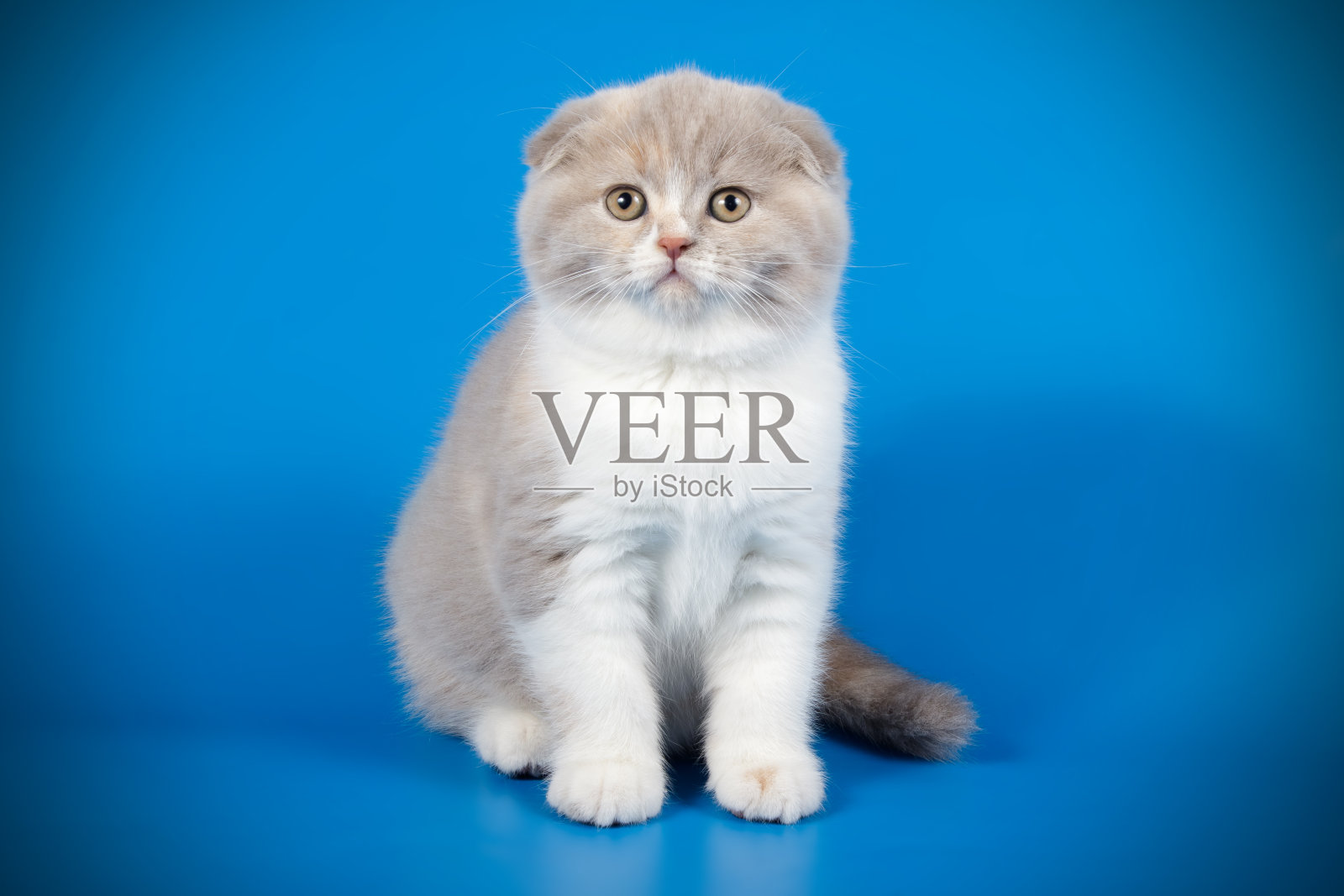 苏格兰折短毛猫在彩色背景照片摄影图片