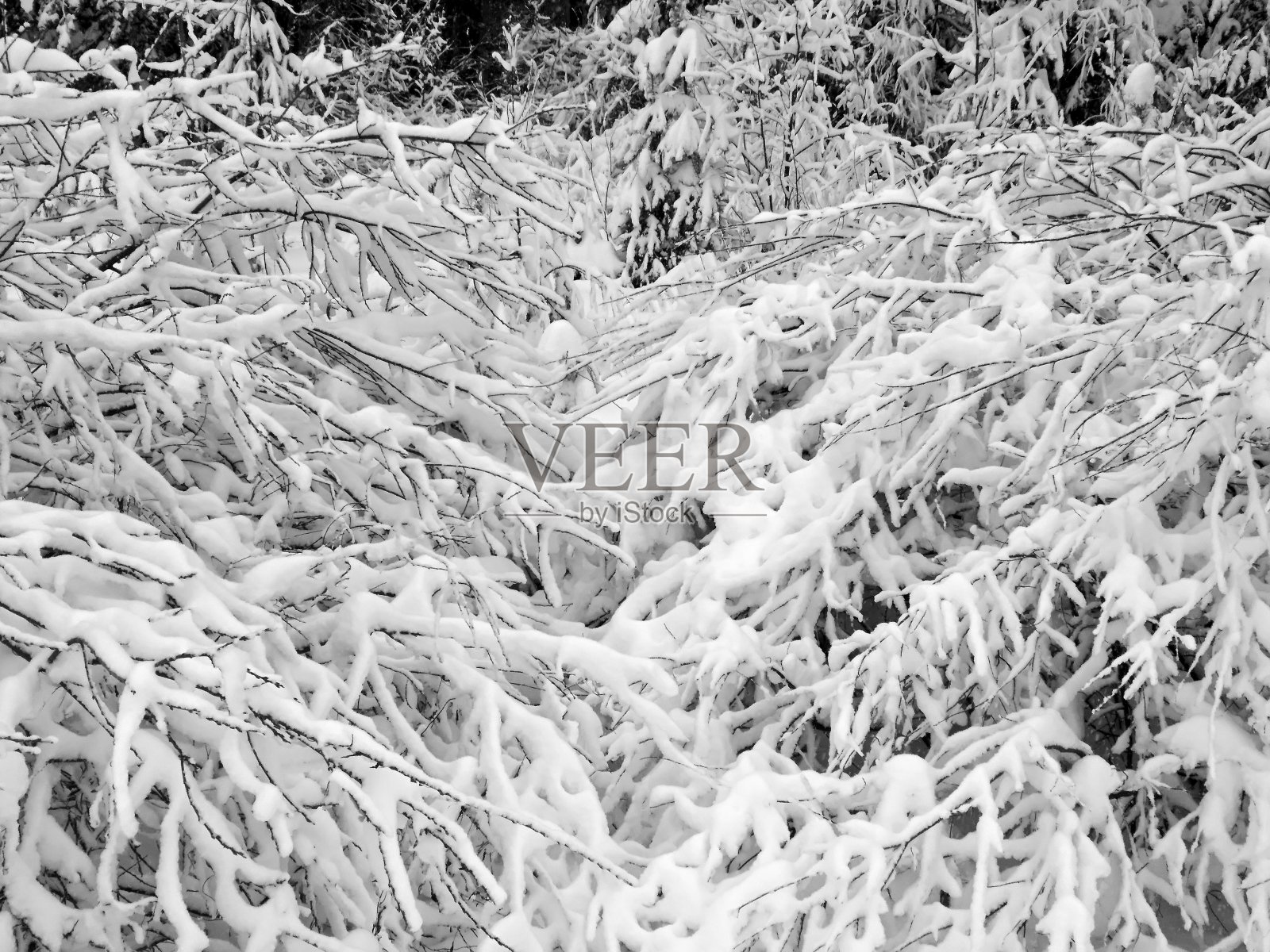 大自然美丽的冬季景观照片摄影图片