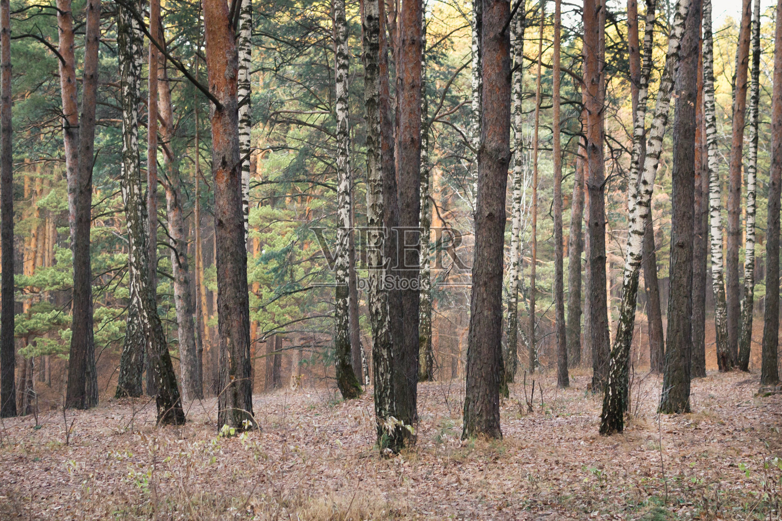秋季松林背景照片摄影图片