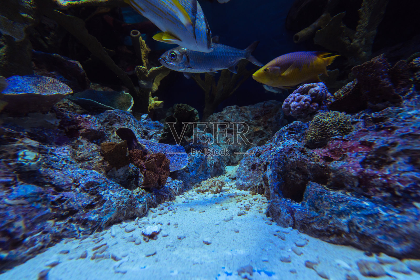 彩色珊瑚与鱼照片摄影图片