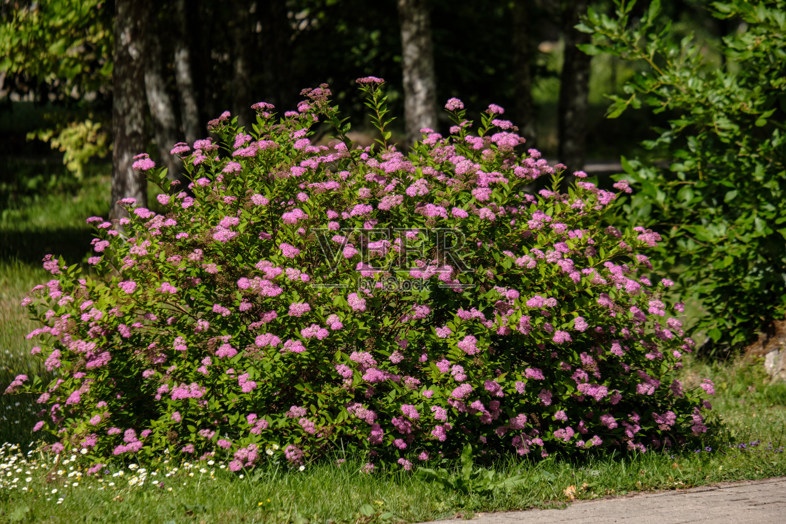 阳光明媚的草地，在夏天有不同的花照片摄影图片
