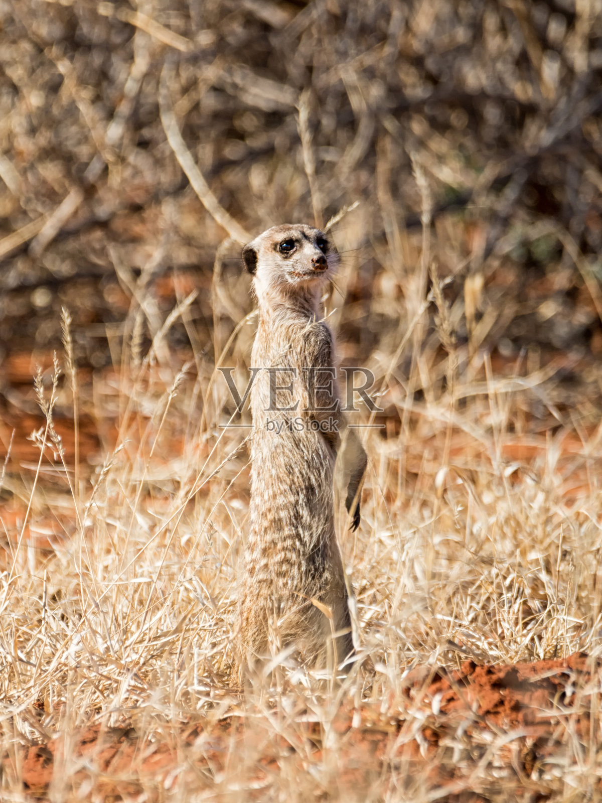 猫鼬哨兵照片摄影图片