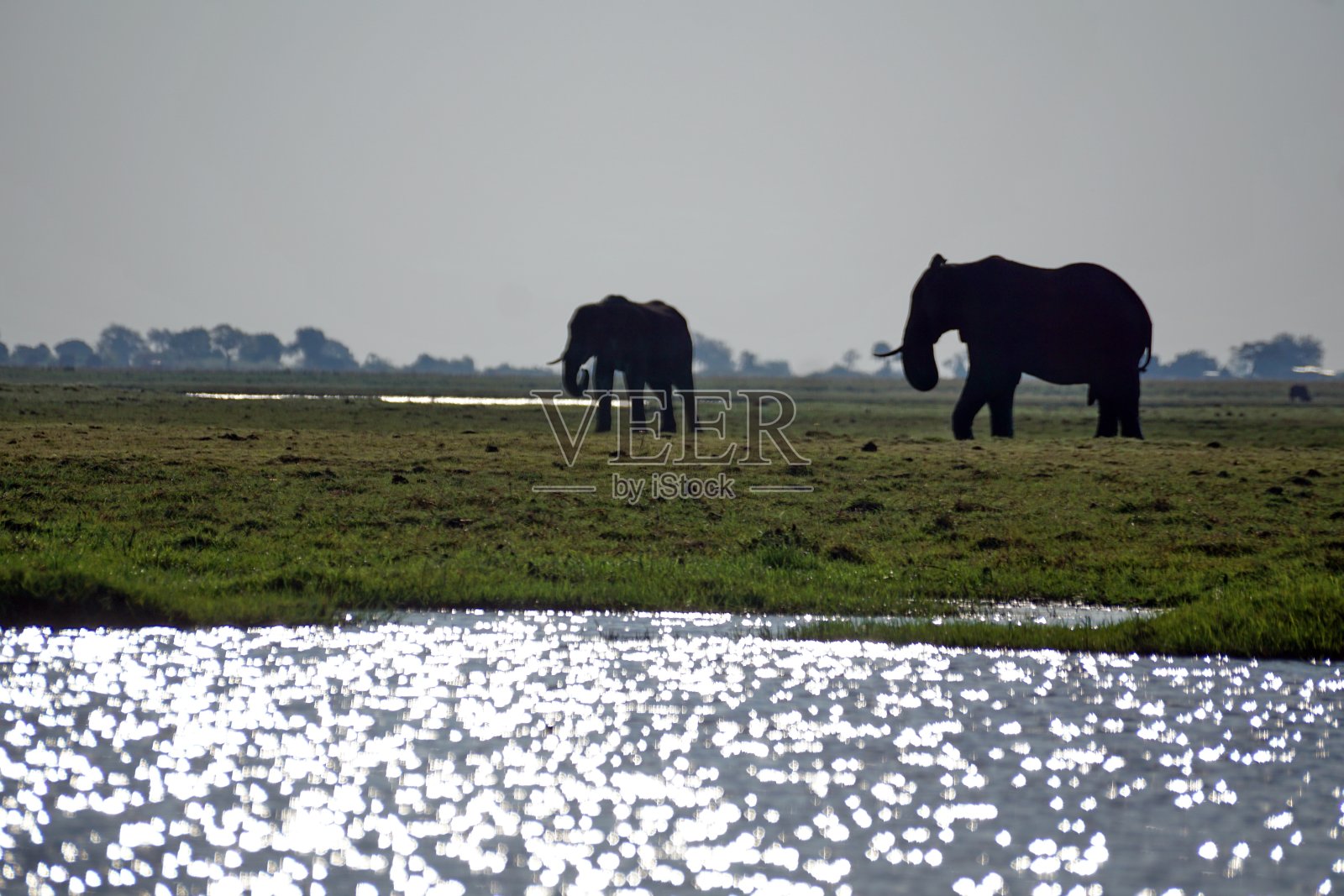 丘比国家公园的大象照片摄影图片