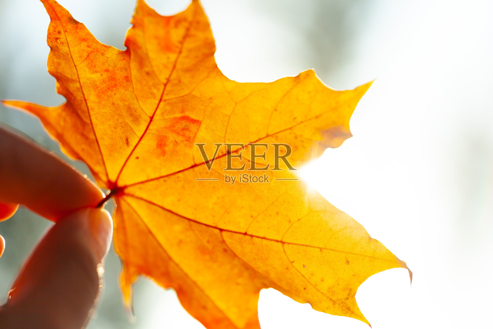 秋叶背景照片摄影图片