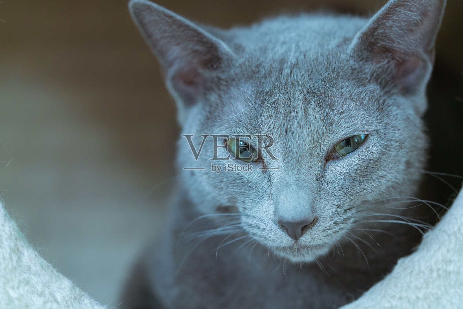 年轻美丽的猫。猫在某处看着照片摄影图片