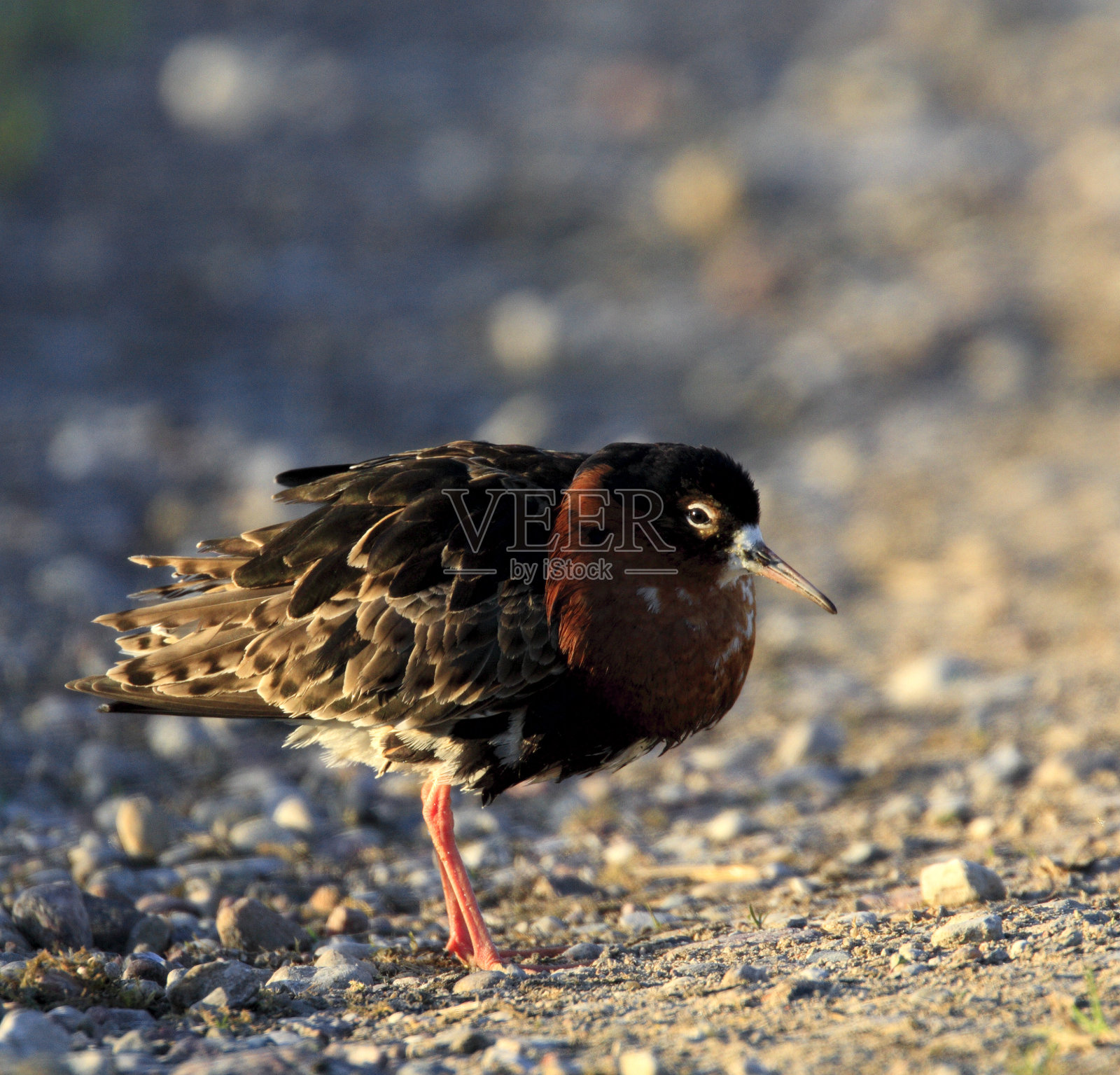 春季筑巢期间在多草的湿地上栖息的一种鸟照片摄影图片
