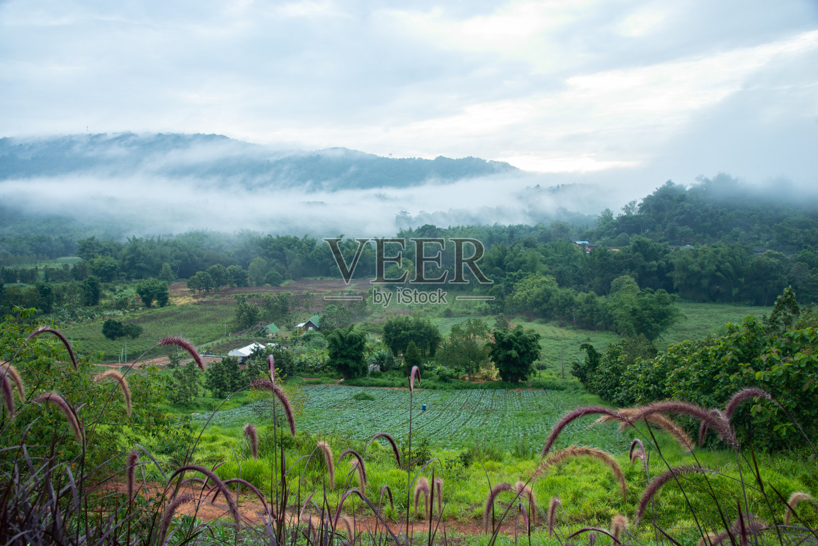 绿色的田野，树与蓝天，雾和云的早晨照片摄影图片