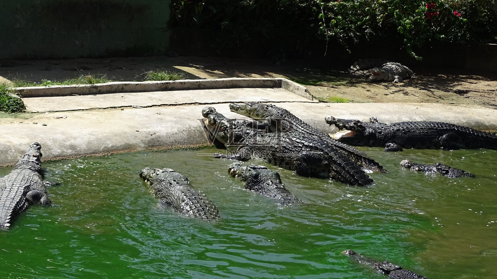 鳄鱼划着区域捕食猎物照片摄影图片