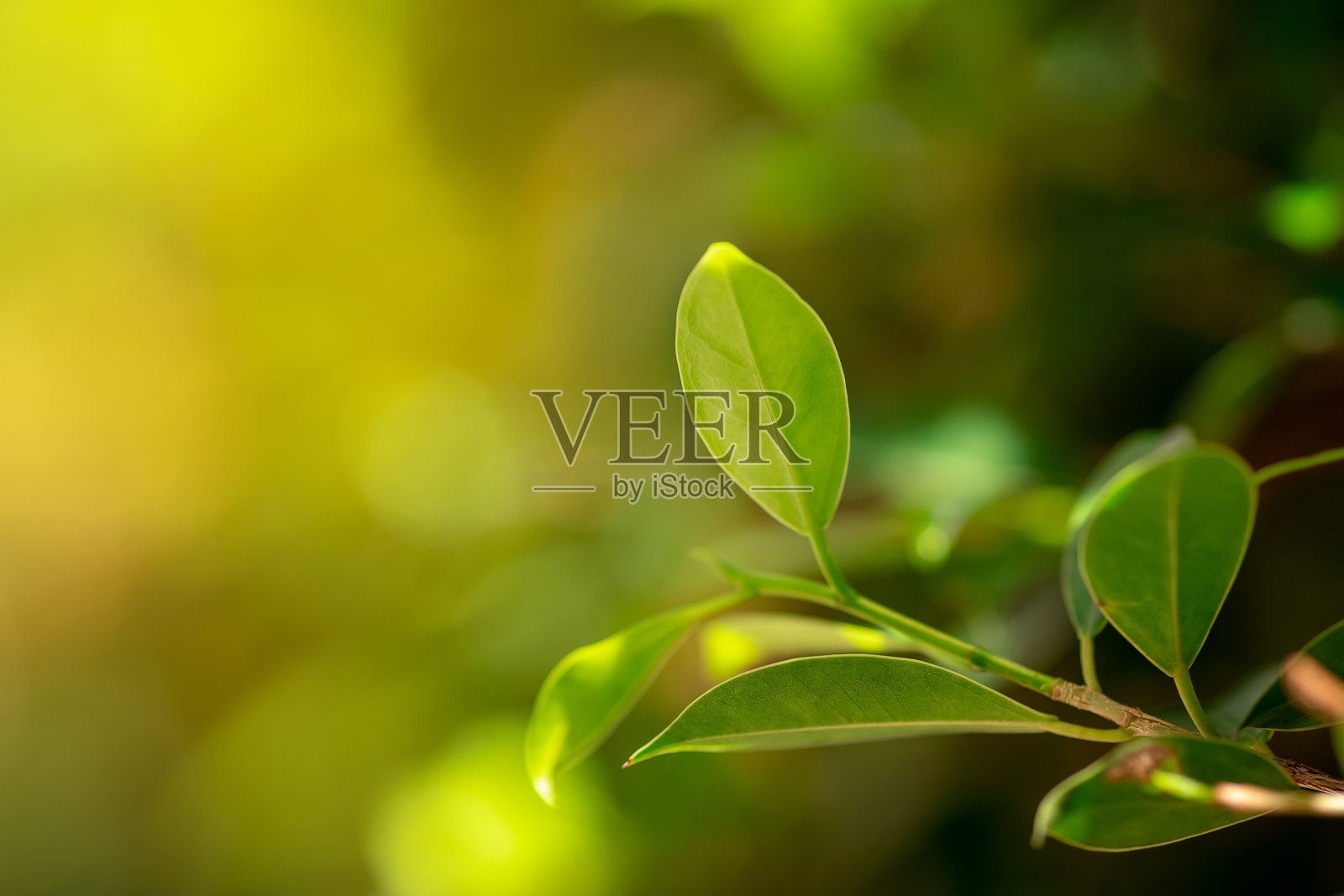 近距离观察绿叶的自然景观照片摄影图片