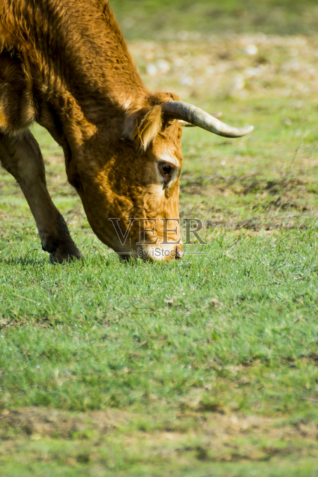 32、自由野独牛在田间照片摄影图片