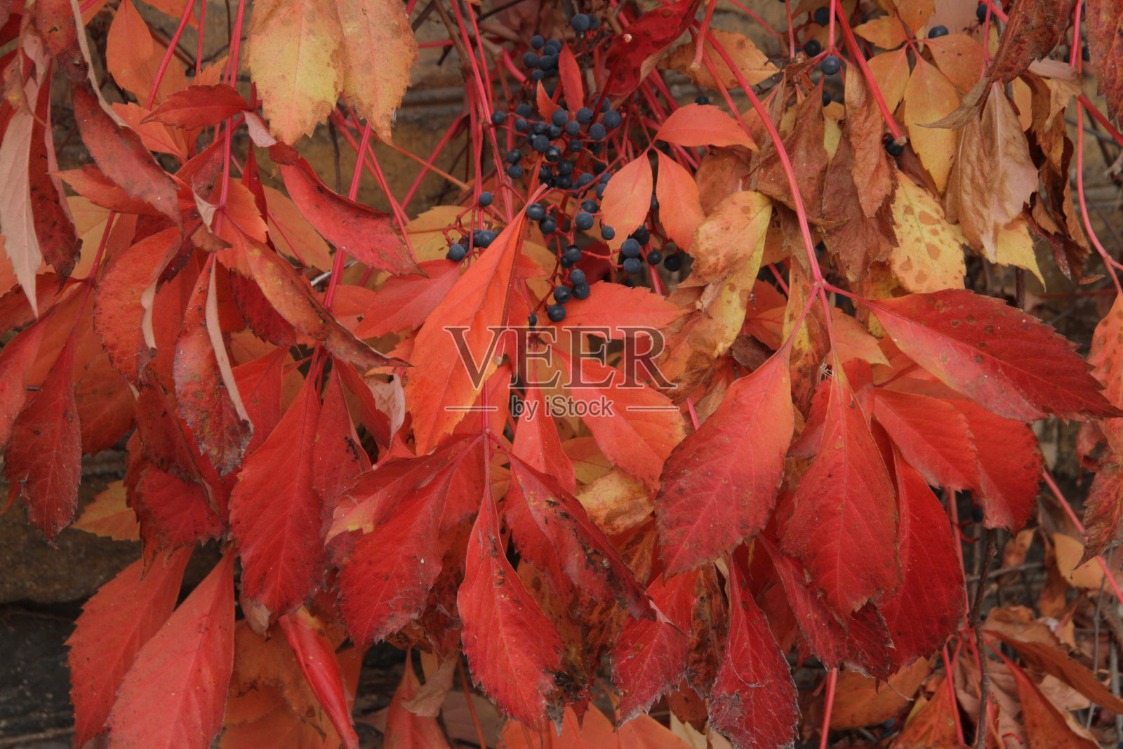 野葡萄挂在砖墙上照片摄影图片