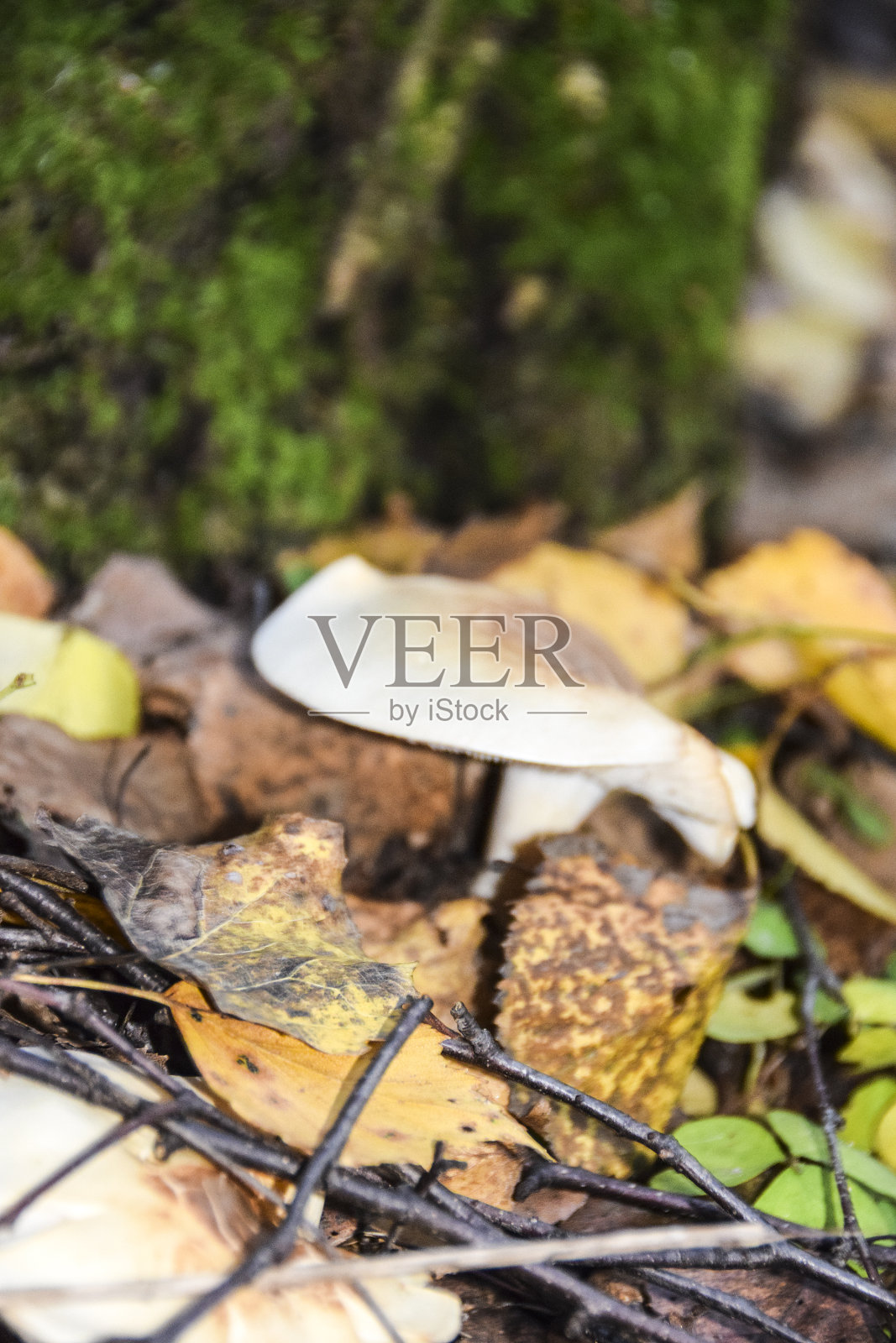 一种野生的森林蘑菇隐藏在草丛和树叶中照片摄影图片