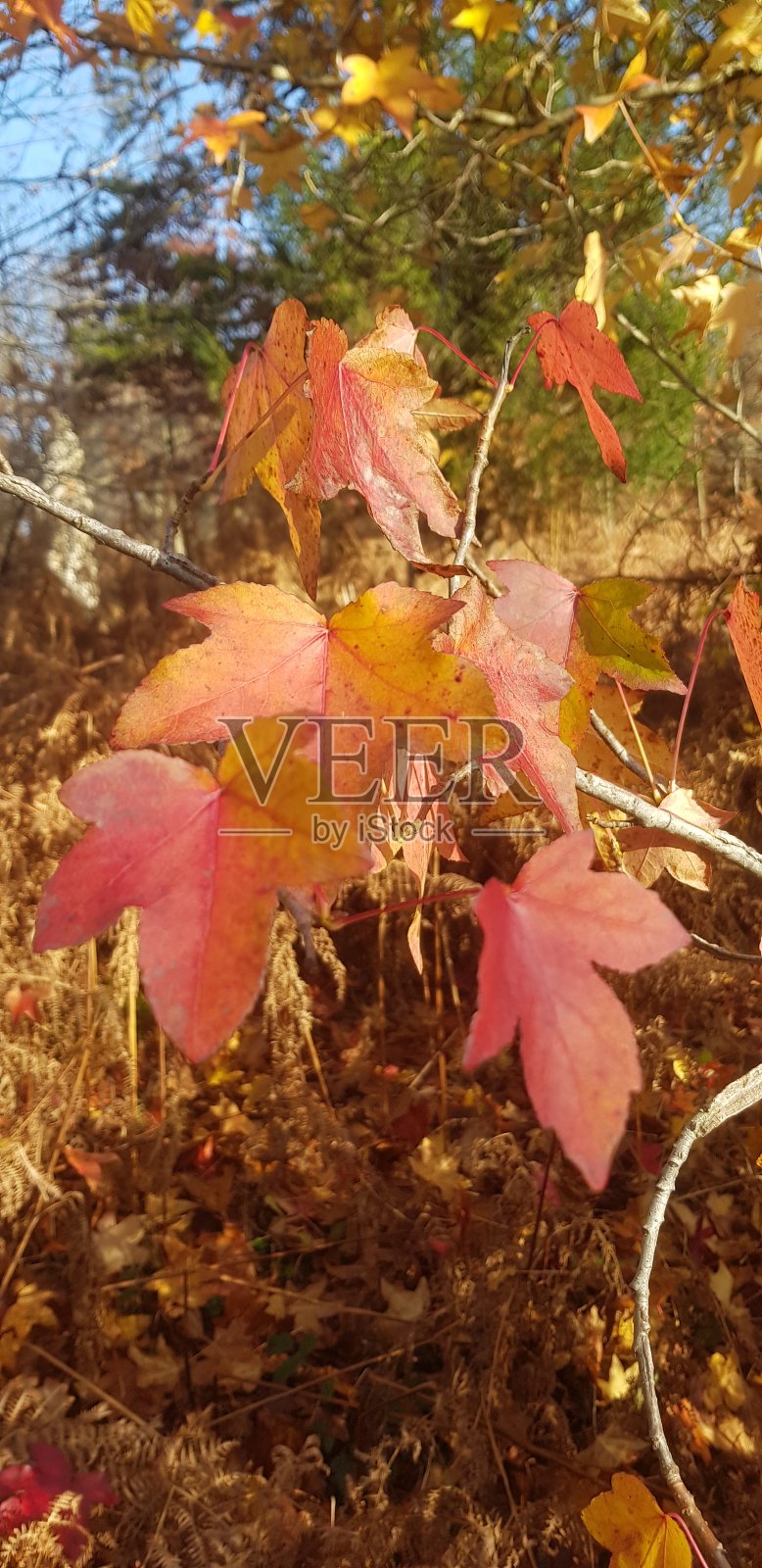 秋天槭叶照片摄影图片