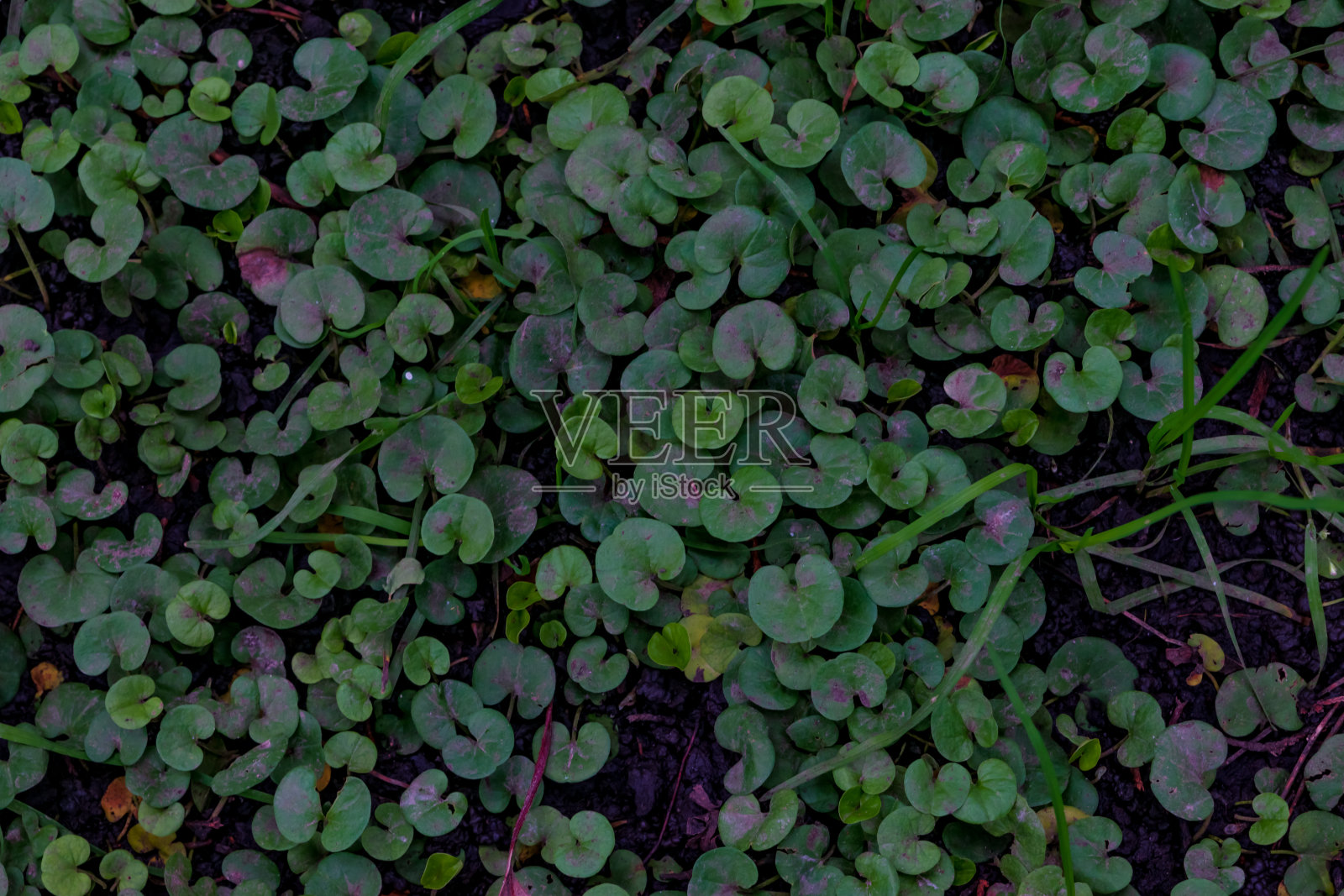 地上的小绿叶照片摄影图片