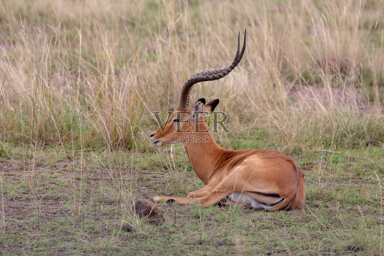 雄性黑斑羚在马赛马拉狩猎，肯尼亚，非洲照片摄影图片