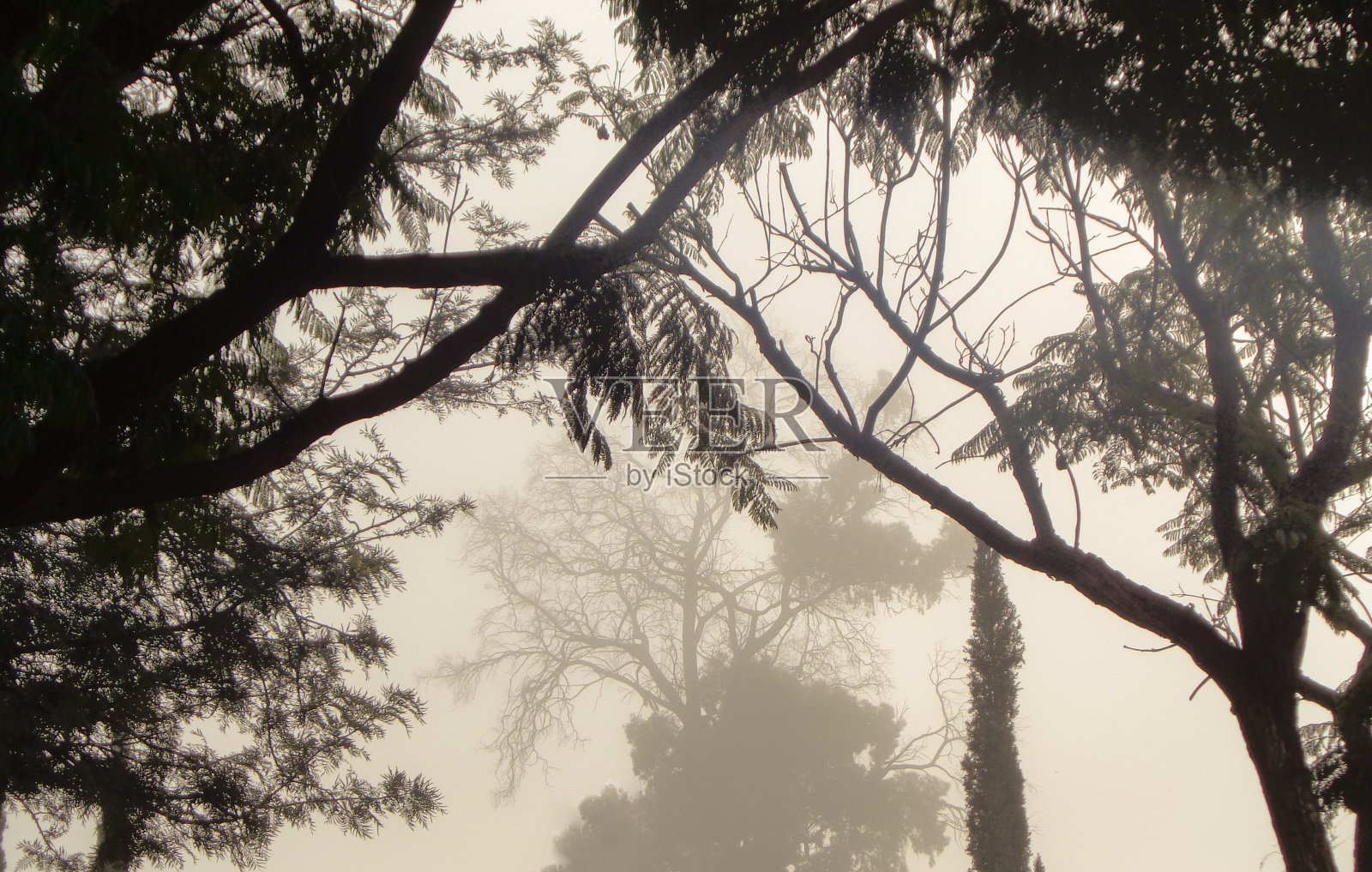 雾中的秘密地方照片摄影图片
