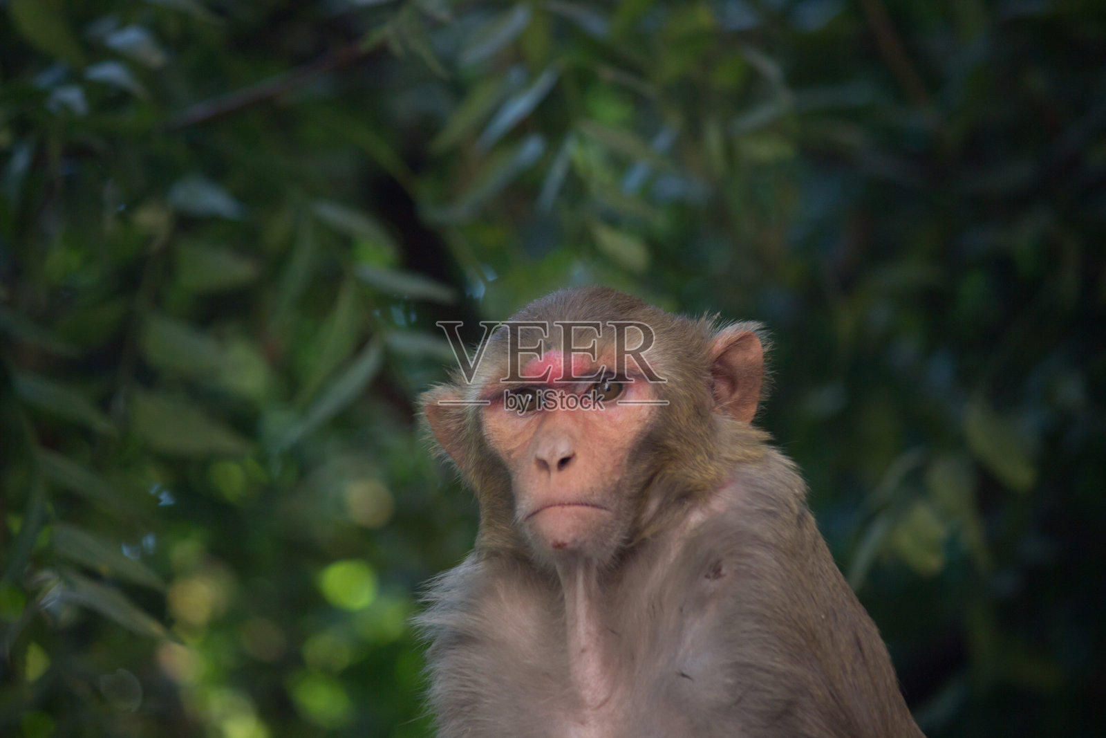 恒河猴照片摄影图片